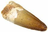 Fossil Spinosaurus Tooth - Real Dinosaur Tooth #322256-1